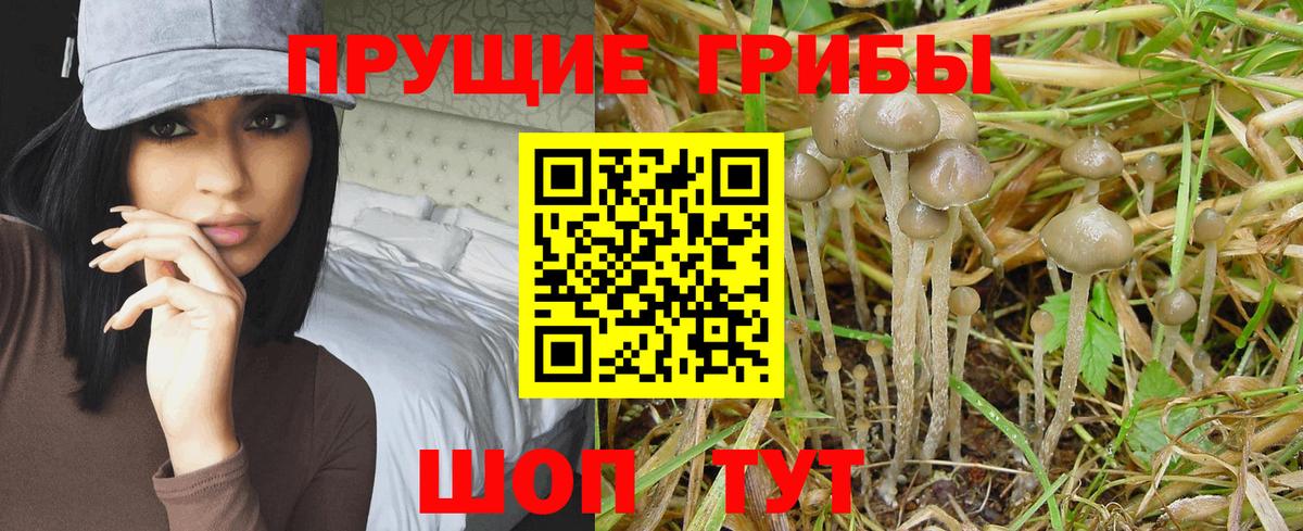 Псилоцибиновые грибы MAGIC MUSHROOMS Тайшет